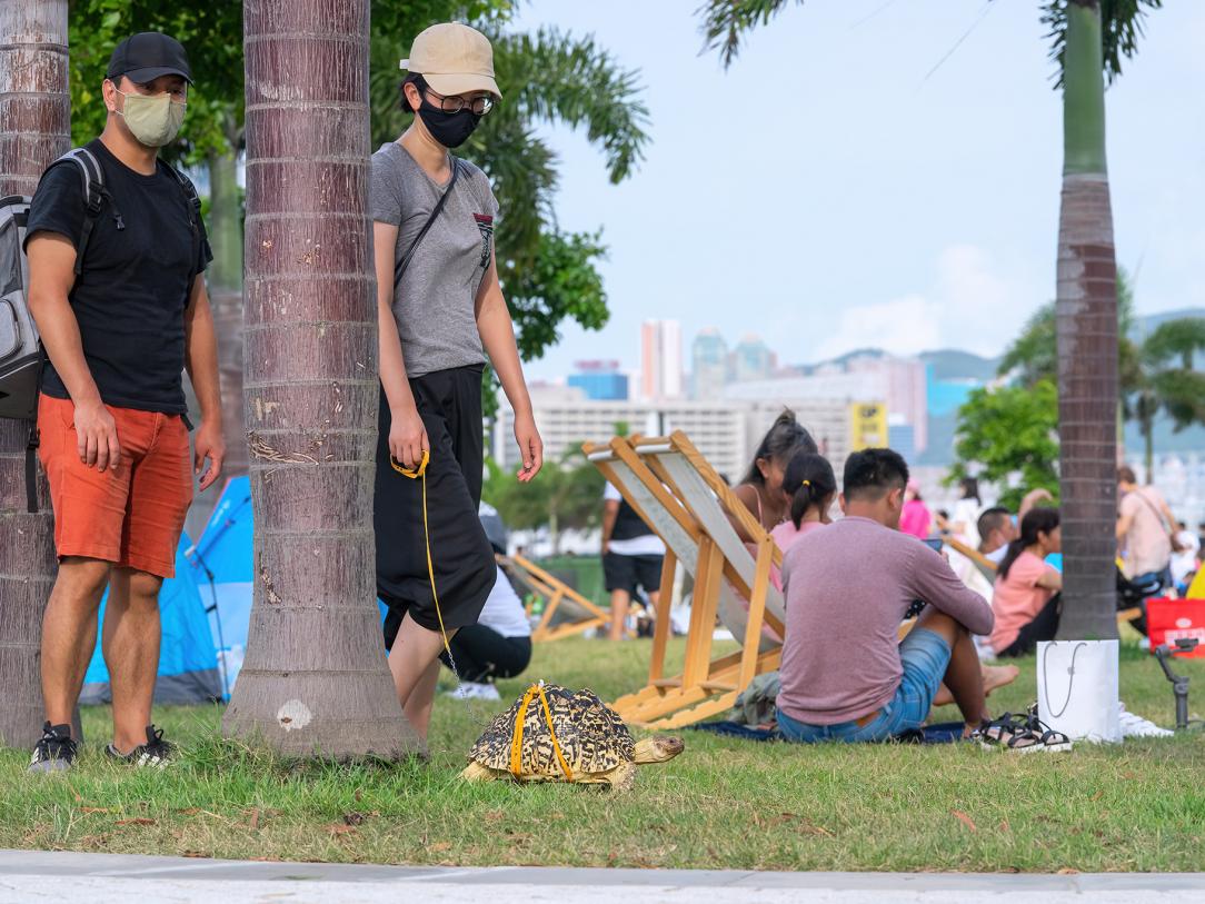 The Art Park welcomes cats, dogs — and tortoises, too!